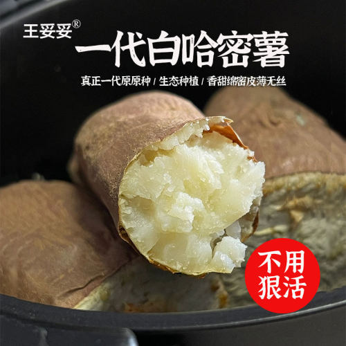 红薯山东白心哈密薯【一代种源】