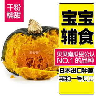 新瓜微甜~缅甸正宗惠和一号真贝贝小南瓜新鲜板栗味软糯香甜宝宝