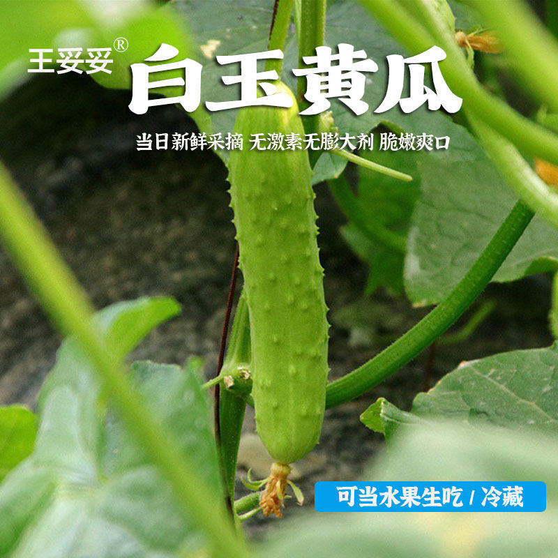 王妥妥®水果白玉黄瓜无激素