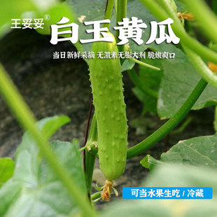 王妥妥®山东海阳白玉黄瓜 水果黄瓜新鲜生吃奶油小黄瓜 现摘现发