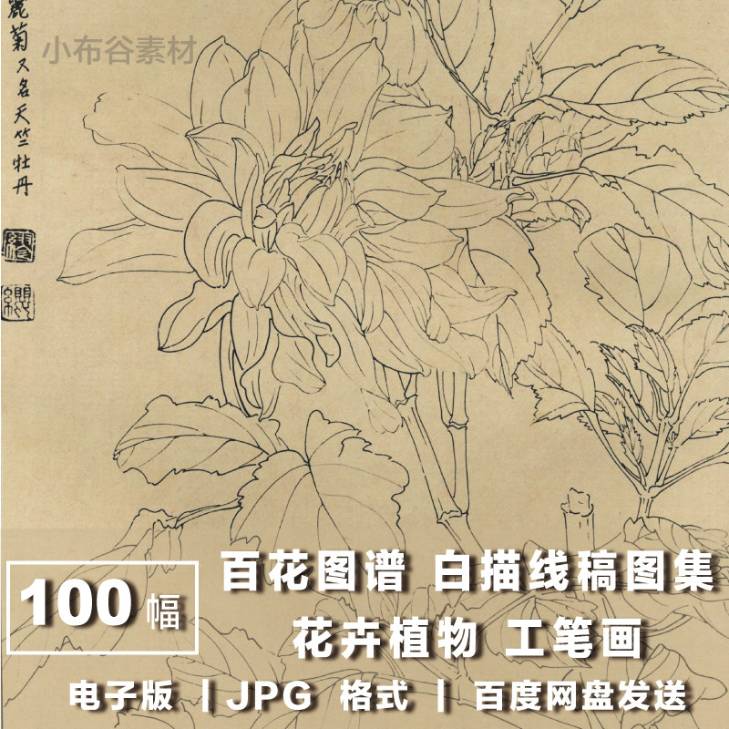 电子版图片 百花图谱白描线稿图集 国画花卉植 掐丝珐琅画线稿