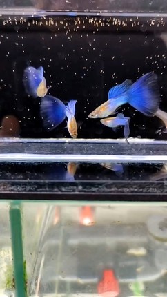 辛加蓝孔雀鱼热带观赏鱼小型淡水鱼好养耐活繁殖临产活体凤尾鱼