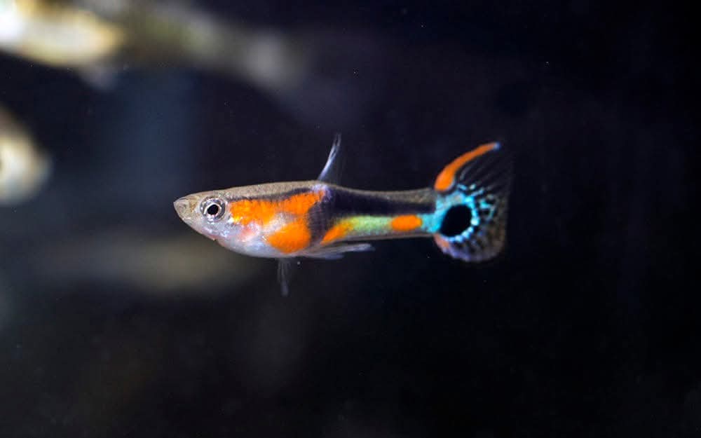 原生孔雀鱼繁彩安德拉斯孔雀鱼好养不死