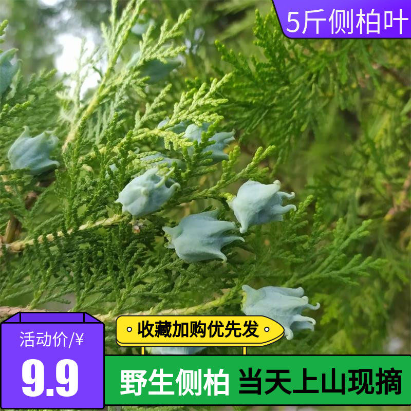 野生扁柏叶新鲜泡酒中药材