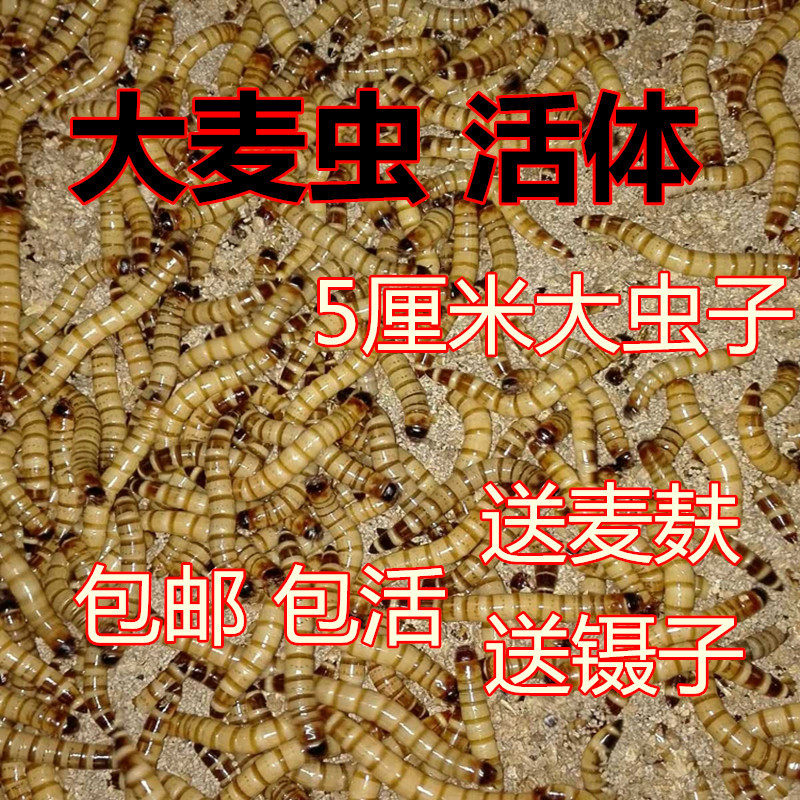 大麦虫活体黄粉面包虫金龙鱼八哥爬虫/鸣虫食物
