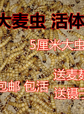大麦虫活体黄粉面包虫金龙鱼八哥守宫画眉鸟虫子龟缘宠物饲料包邮