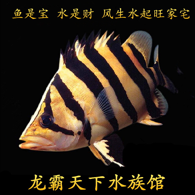 虎鱼活鱼泰北虎印尼虎四纹虎三纹虎苏门答腊虎活体观赏鱼热带鱼苗