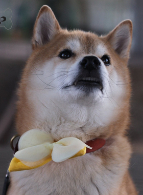 『Memory Pet』韩国代购hikoinu宠物雪纺蝴蝶结黄色项圈胸背装饰