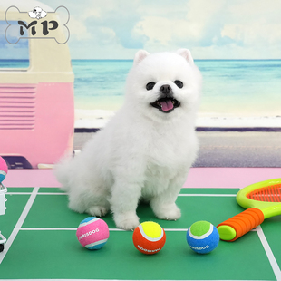 现货~韩国parisdog宠物狗狗三色迷你网球发声玩具套装