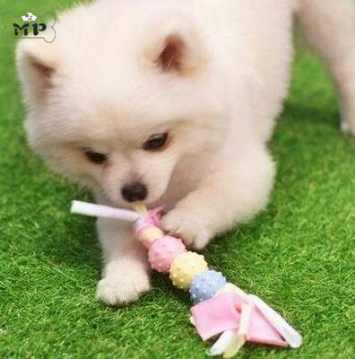 现货~韩国进口宠物狗磨牙耐咬