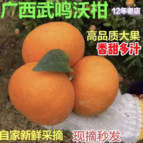 12年老店现摘广西武鸣沃柑优大果