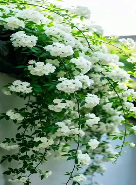 爬墙茉莉花海拍照打卡网红花墙