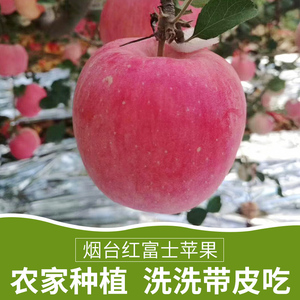 当季树上现摘烟台红富士苹果5斤脆甜一级果整箱栖霞山地种植包邮