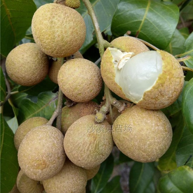 石硖32号古山储良龙眼桂圆果树苗