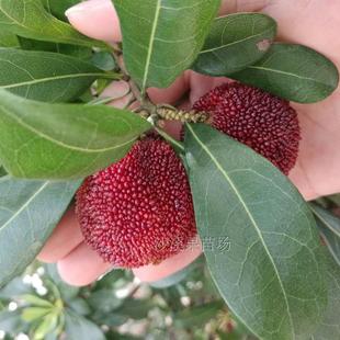 正宗嫁接东魁杨梅果树苗 杨梅树苗嫁接苗 嫁接杨梅苗营养杯苗包邮