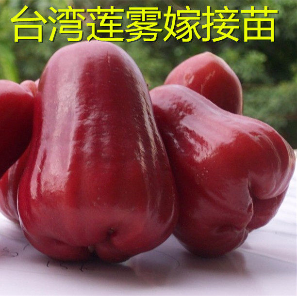 台湾黑金刚莲雾苗 嫁接苗 大叶红莲雾树苗 飞弹莲雾嫁接果树苗