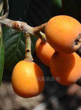 大五星早熟嫁接盆栽琵琶枇杷苗