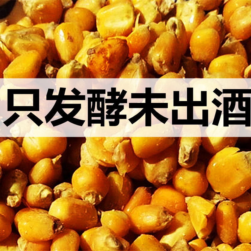 发酵鲜玉米五谷麦野钓鲤隔夜鱼饵