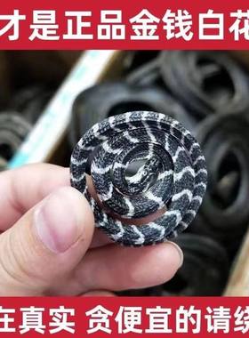 正宗白花蛇金钱白花蛇中药材小百花蛇一条包邮白花蛇干泡酒料