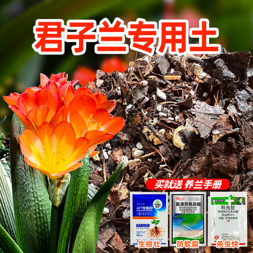 专业种植二十年君子兰养护专用土