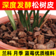 兰科营养土 兰花专用君子兰植料石斛月季 松树皮块松鳞发酵腐熟 包邮
