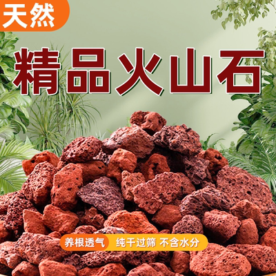 富贵园艺兰花君子兰兰石透气生根
