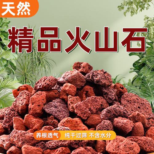 富贵园艺兰花君子兰兰石透气生根