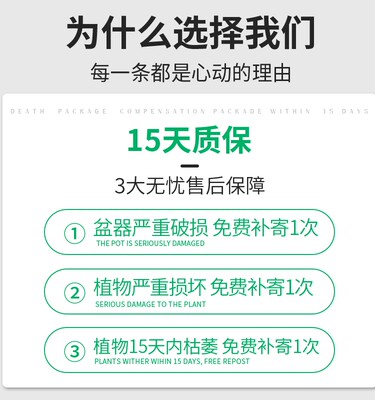 新品大叶绿公主盆栽招财植物金钻办公室内花卉客厅好养吸除去甲醛