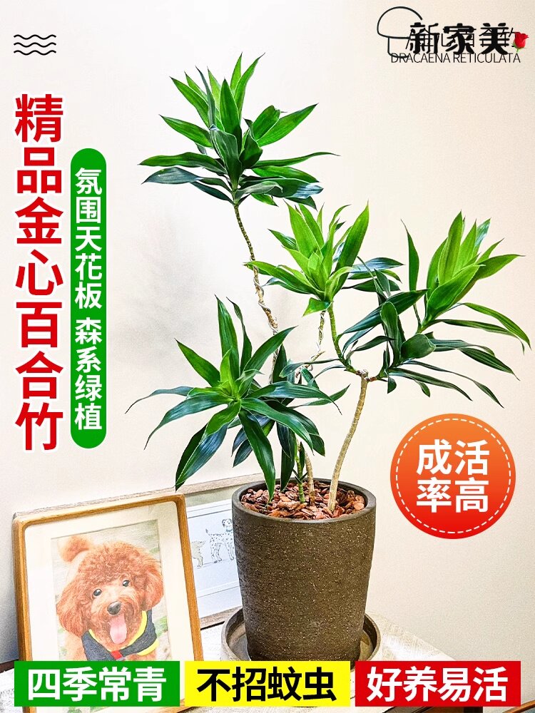 金边百合竹懒人植物网红绿植水培土培等室内室外客厅寓意百年好合