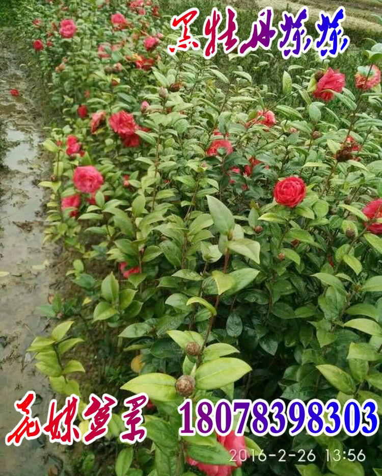 花妹盆景/皇冠茶花/红露珍/黑牡丹茶花盆景苗五年盆景苗名贵茶花