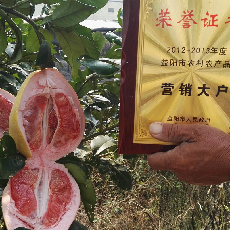 湖南三红蜜柚苗嫁接柚子树苗好栽培南方果树苗红心柚子苗常绿果苗