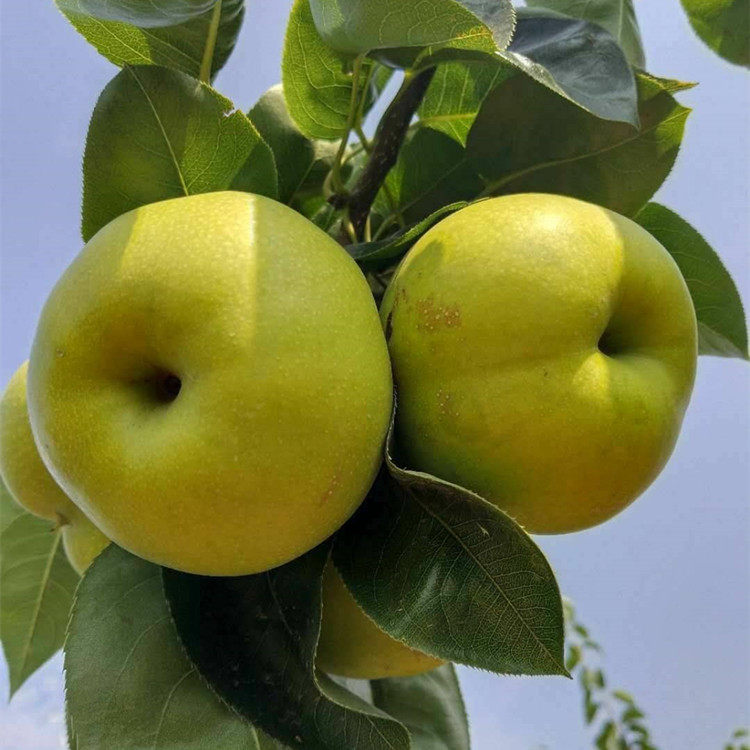 嫁接湖南早熟翠冠梨树苗南北方种植果树脆甜梨子树苗地栽蜜香梨苗