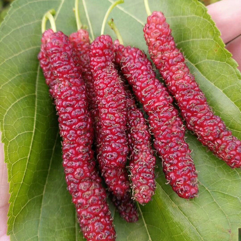 果树苗木 嫁接桑椹树苗 果桑之王台湾长果桑苗 摘即食当年结果在类目 鲜花速递/花卉仿真/绿植园艺, 花园植物/行道树/果树, 果树中 - 来自Buy2taobao.com提供专业的淘宝代购服务