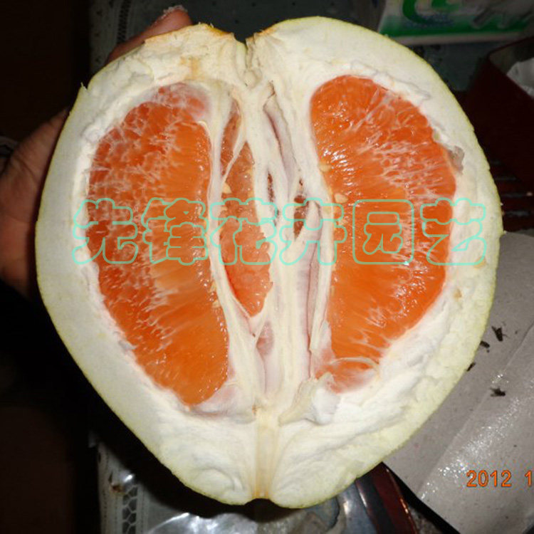 湖南果树苗嫁接柚子树苗泰国黄金蜜柚苗黄肉蜜柚种苗果大庭院果苗
