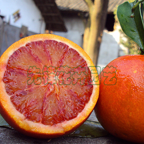 盆栽湖南果苗嫁接塔罗科血橙苗柑桔种苗果肉酸甜橙子苗果树苗