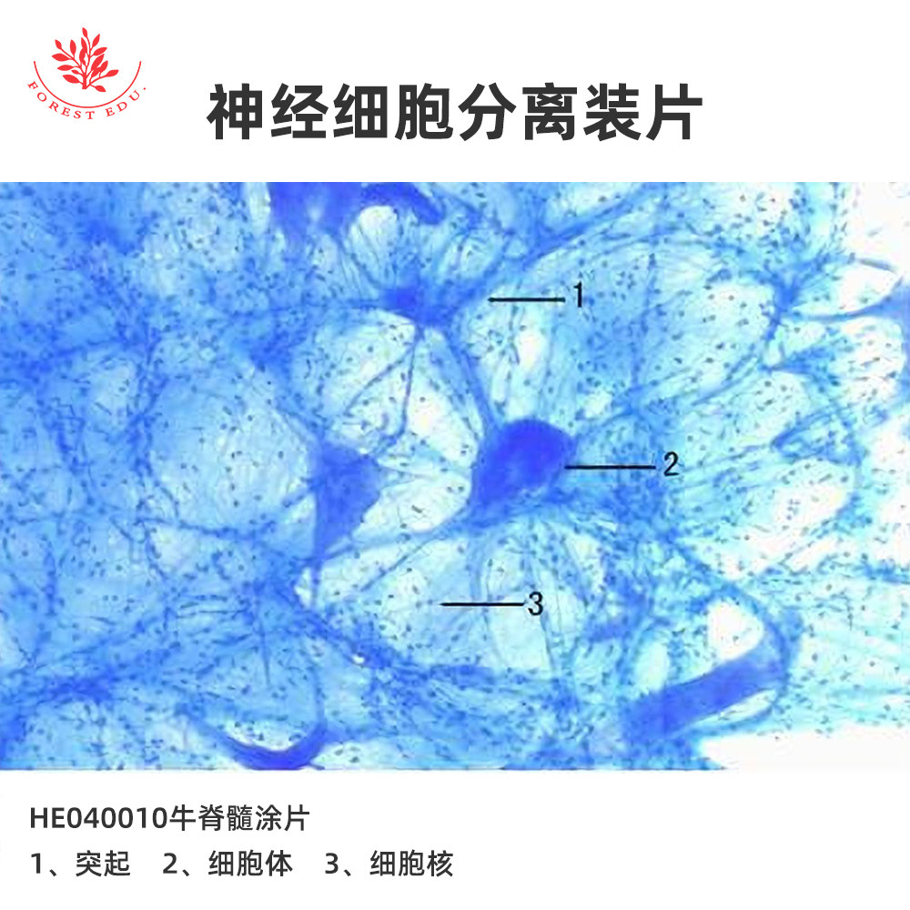 神经细胞分离装片运动神经末梢装片有髓神经分离装片教学研究玻片