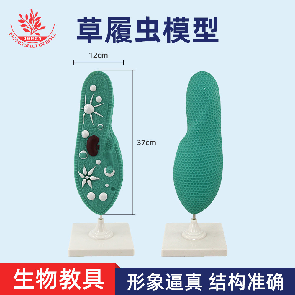 草履虫模型初中高中生物模型图片