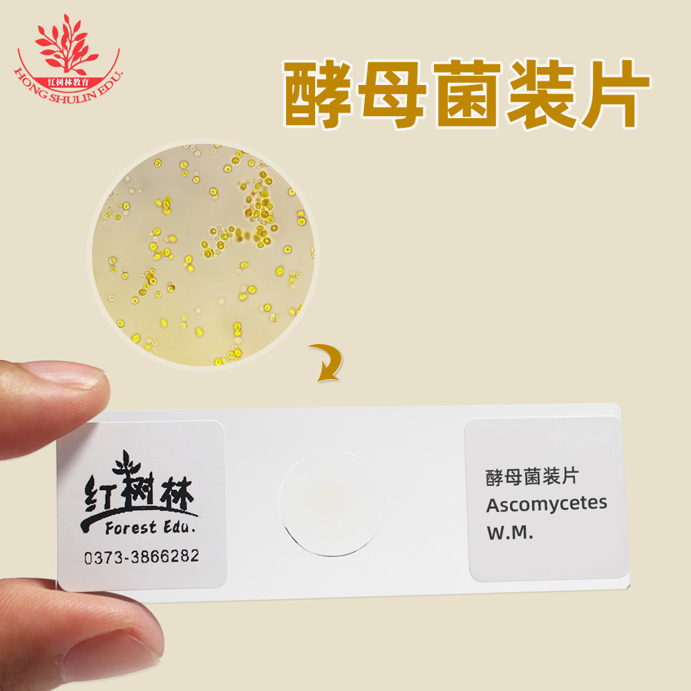 酵母菌装片玻片清晰易观察生物教学用观察玻片实验室显微镜玻片
