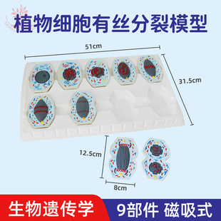 有丝分裂模型9部件生物遗传学染色体有丝分裂教具演示用实验仪器