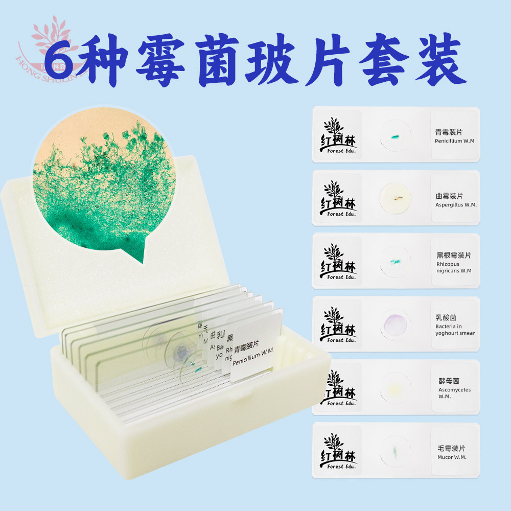 霉菌装片青霉曲霉根霉酵母菌乳酸菌毛霉装片共6种霉菌显微镜玻片