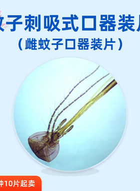 刺吸式口器装片蚊子口器装片动物组织切片显微镜玻片每种10片起卖