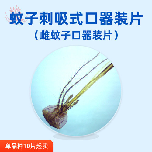 刺吸式口器装片蚊子口器装片动物组织切片显微镜玻片每种10片起卖