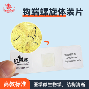 钩端螺旋体细菌特殊结构高教标准医学院教学研究用细菌微生物标本