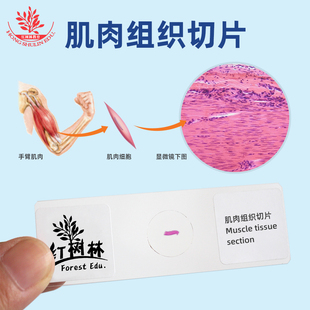 肌肉组织切片平滑肌切片人体四种基本组织之肌肉组织中学生物实验