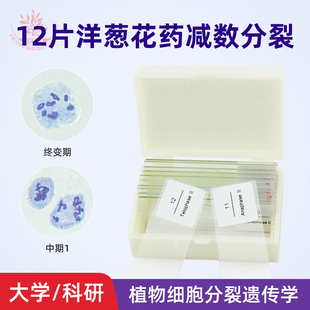 洋葱花药减数分裂一套12片细胞分裂遗传学高教农林院校用生物切片