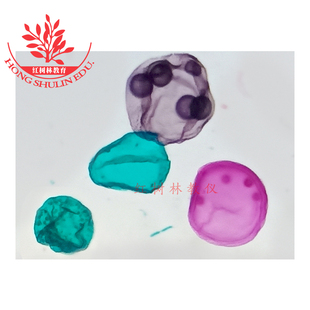 水生藻类细胞生物学玻片套装结构清晰典型高教标准生物实验室切片