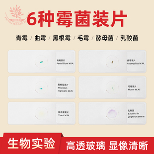 青霉曲霉酵母菌根霉毛霉等6种霉菌显微镜装片生物教学显像清晰
