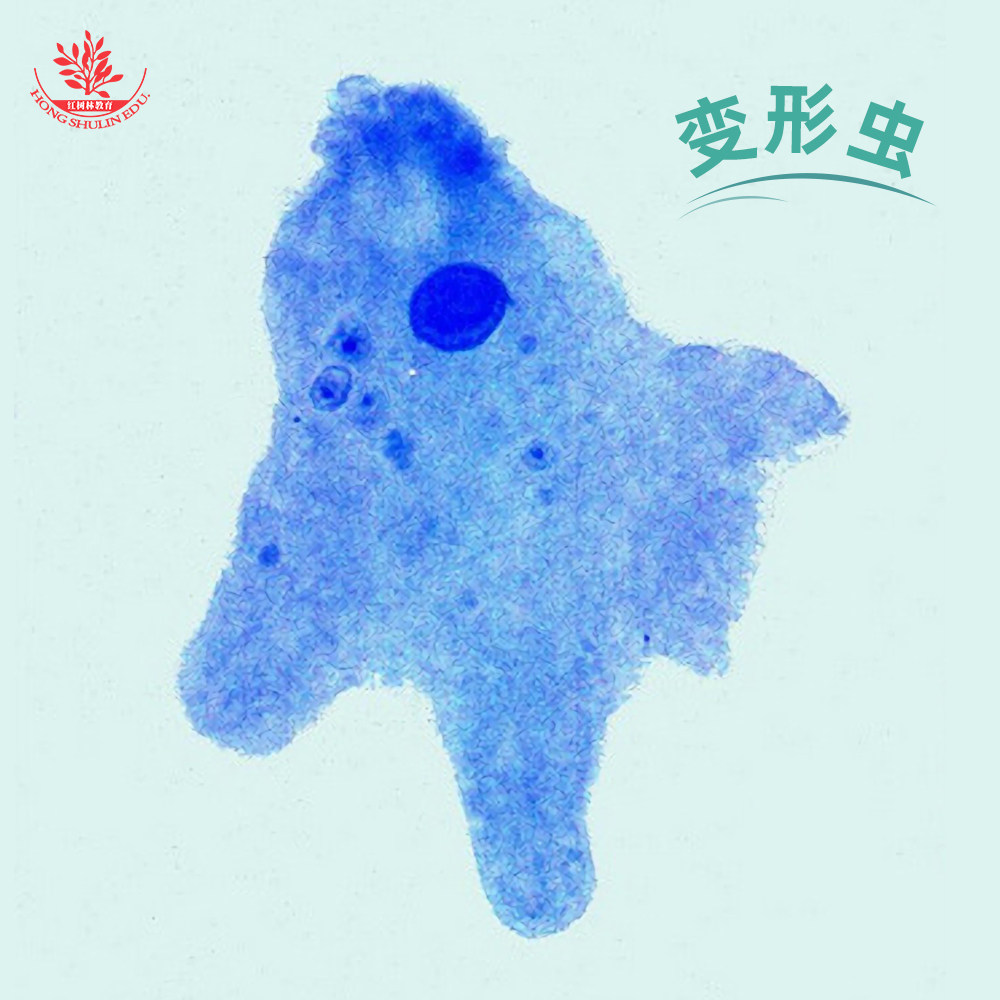 多种原生动物装片眼虫钟虫轮虫团藻鼓藻硅藻衣藻显像清晰显微玻片