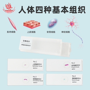 人体四种基本组织包含上皮肌肉神经结缔组织教学同步生物观察玻片