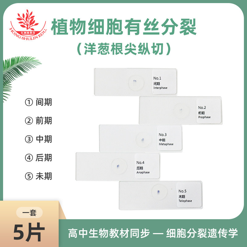 植物细胞有丝分裂套装洋葱根尖纵切一套共5片高中生物观察玻片
